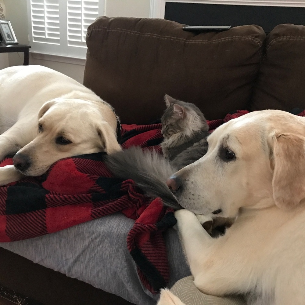 Meet your Posher, Lorrie